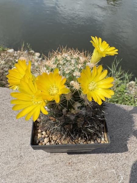 Weingartia lanata